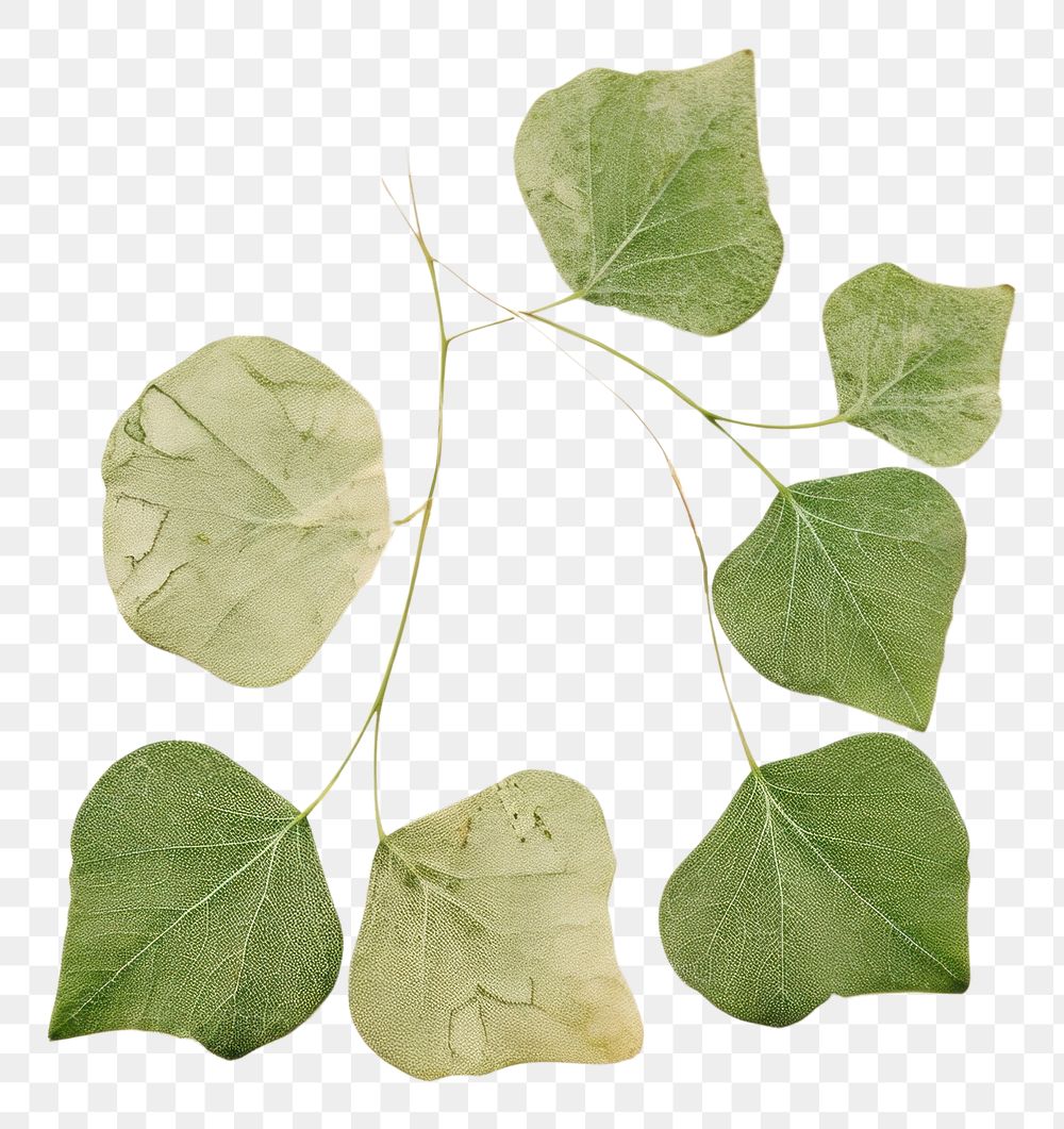PNG  Plant green herbs leaf.