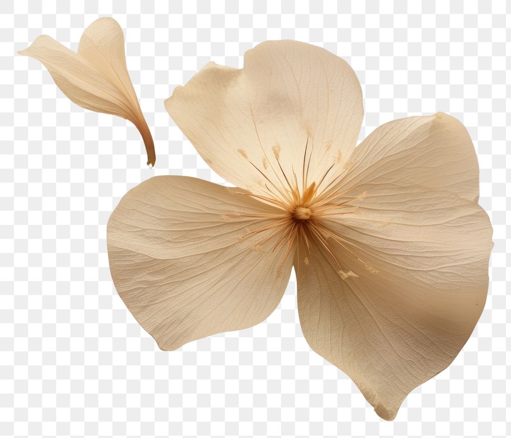 PNG  Real Pressed a moonflower petal plant inflorescence.