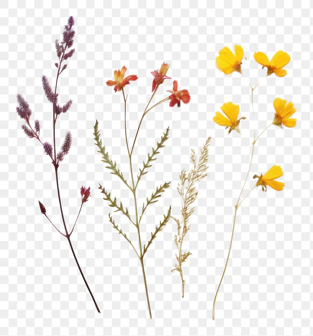 PNG Real Pressed a single minimal colorful wildflowers herbs plant petal.