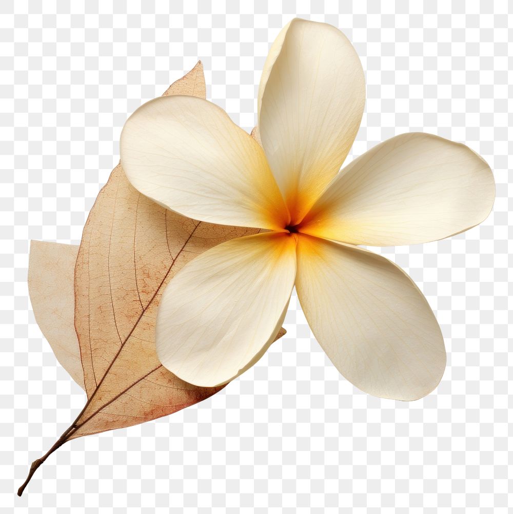 PNG Real Pressed a plumeria flower petal plant