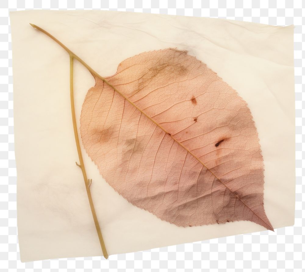 PNG Real Pressed a rose leaf plant paper pattern.