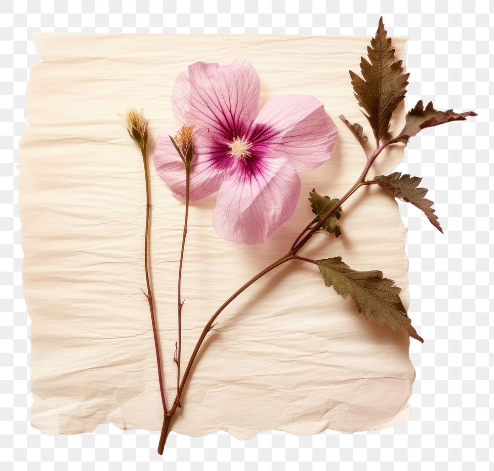 PNG Real Pressed a rose of sharon flower petal plant.