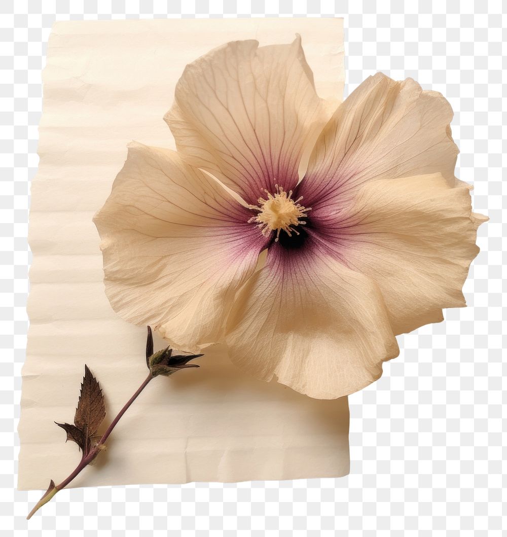 PNG Real Pressed a rose of sharon flower hibiscus petal.