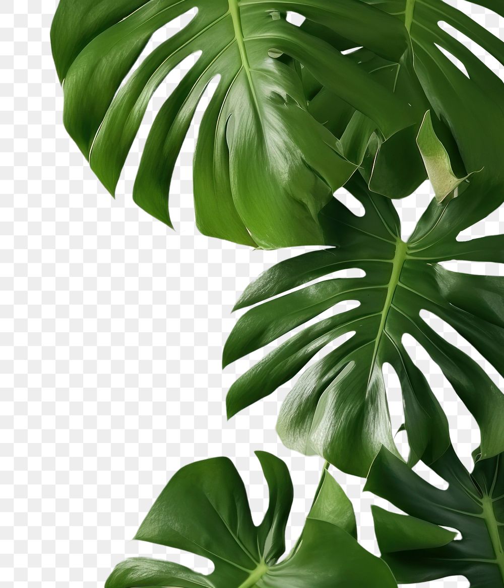 PNG A green wall with monstera leaves and shadows nature plant leaf