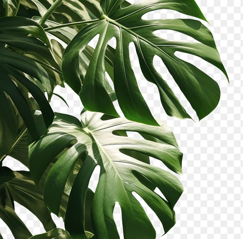 PNG A green wall with monstera leaves and shadows nature outdoors plant. AI generated Image by rawpixel.