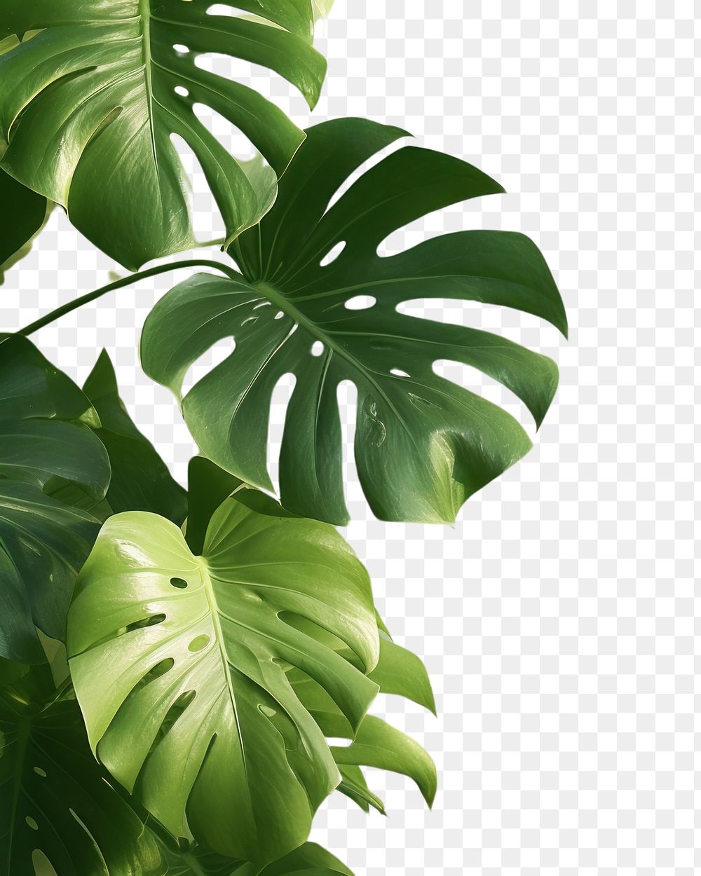 PNG A green wall with monstera leaves and shadows outdoors nature plant. AI generated Image by rawpixel.