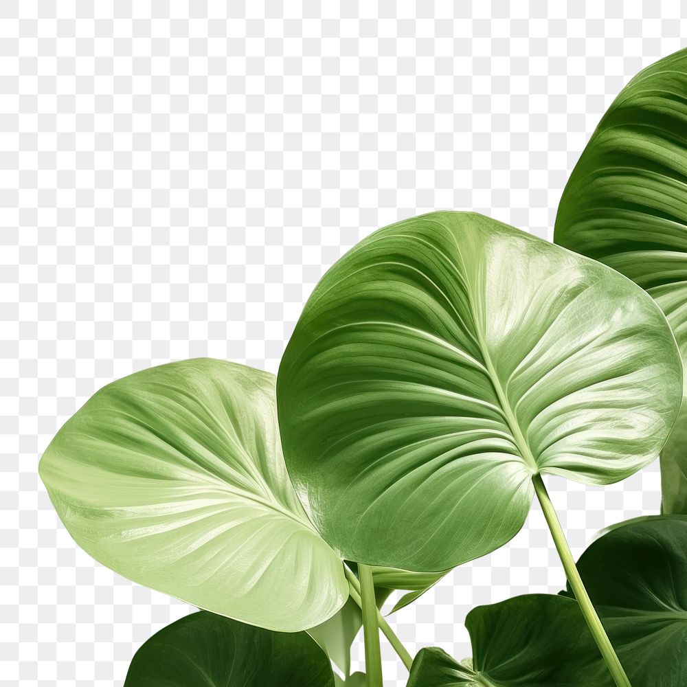 PNG A green wall with Alocasia leaves and shadows nature plant leaf. AI generated Image by rawpixel.