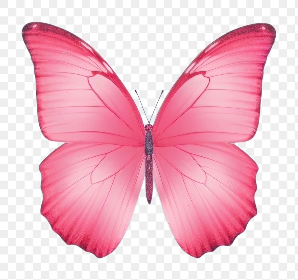PNG  Butterfly petal red fragility.