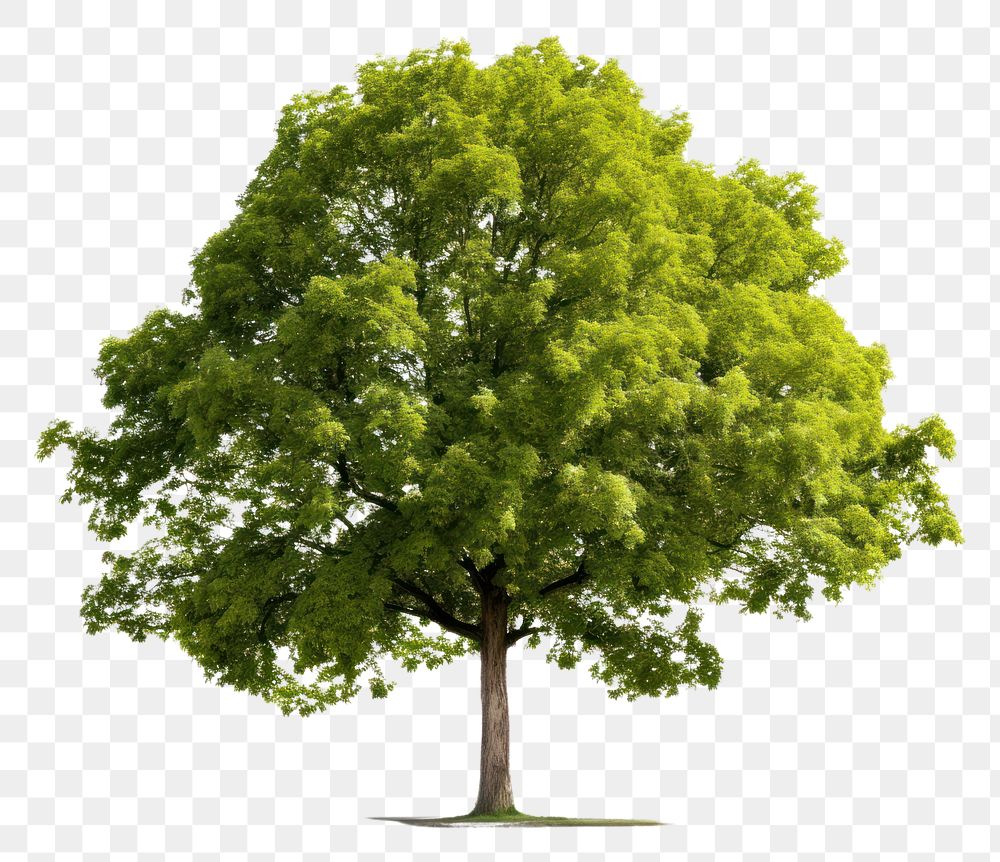 PNG Linden tree plant white background. AI generated Image by rawpixel.