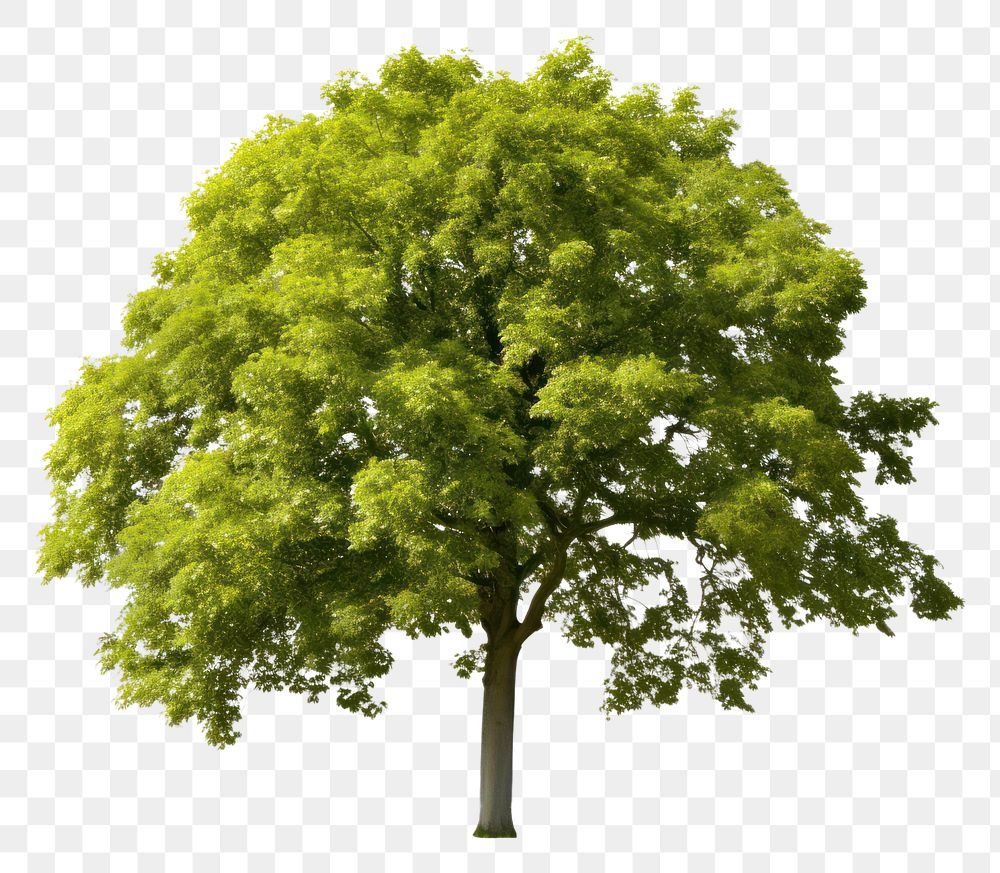PNG Linden tree plant white background. AI generated Image by rawpixel.