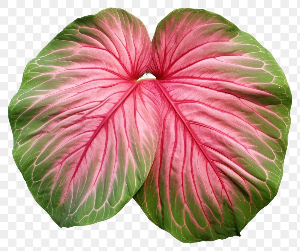 PNG Caladium Carolyn Whorton leaf flower petal plant.