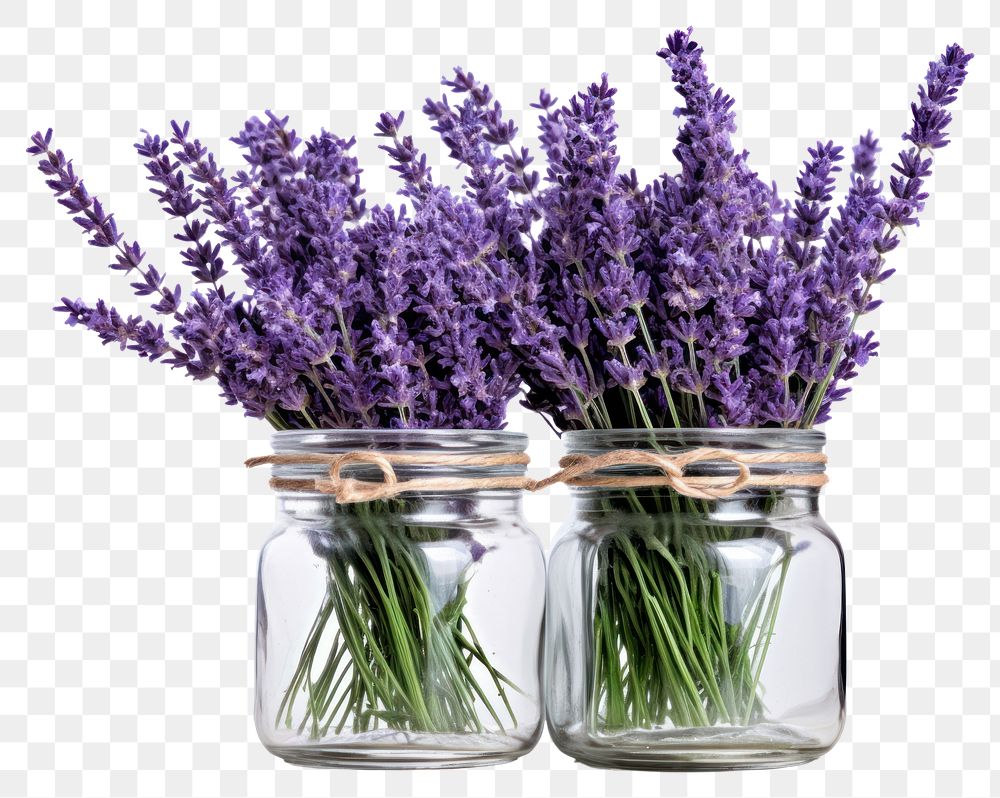 PNG Lavender jar flower plant.