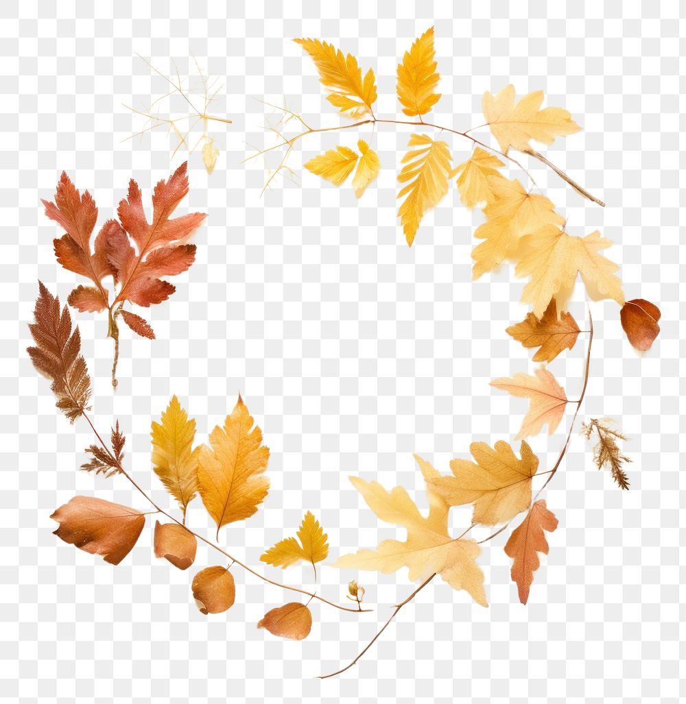 PNG Real Pressed autumn leaves wreath plant leaf.