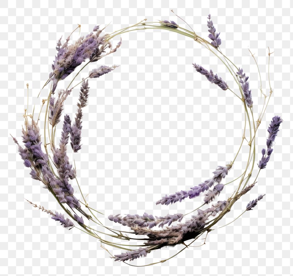 PNG Real Pressed lavender flower plant herb.