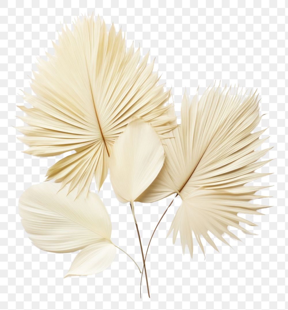 PNG Real Pressed palm leaves flower plant petal.