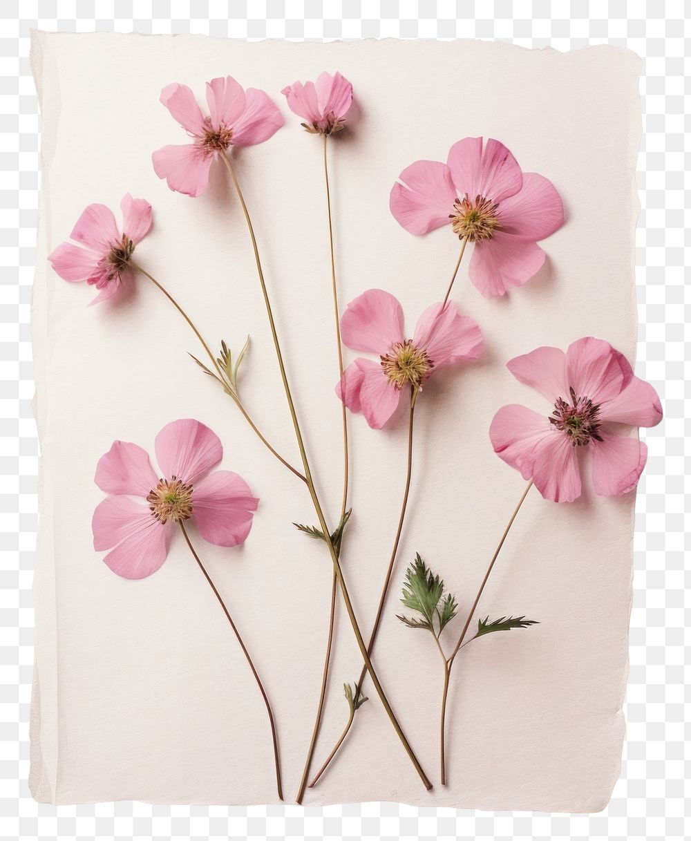 PNG Real Pressed pink flowers petal plant paper.