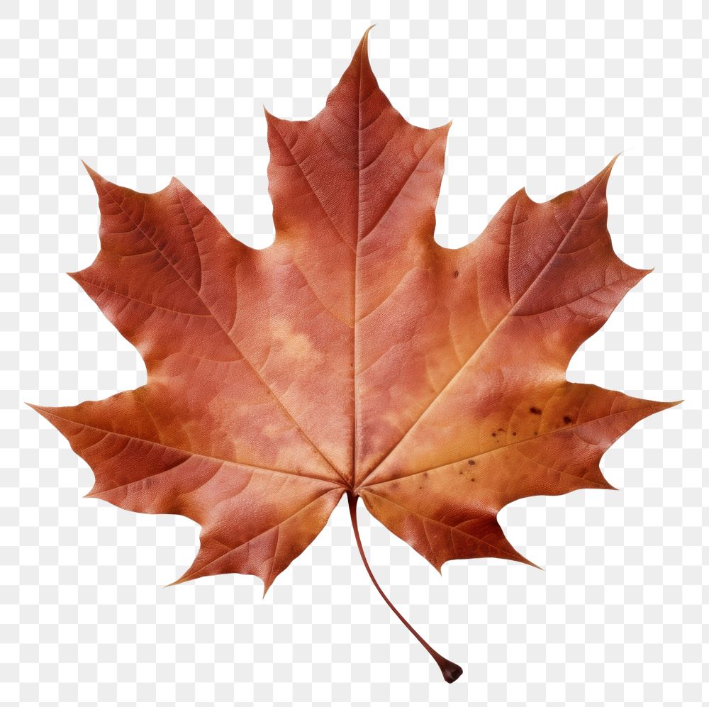 PNG Real Pressed a maple leaf plant tree red.
