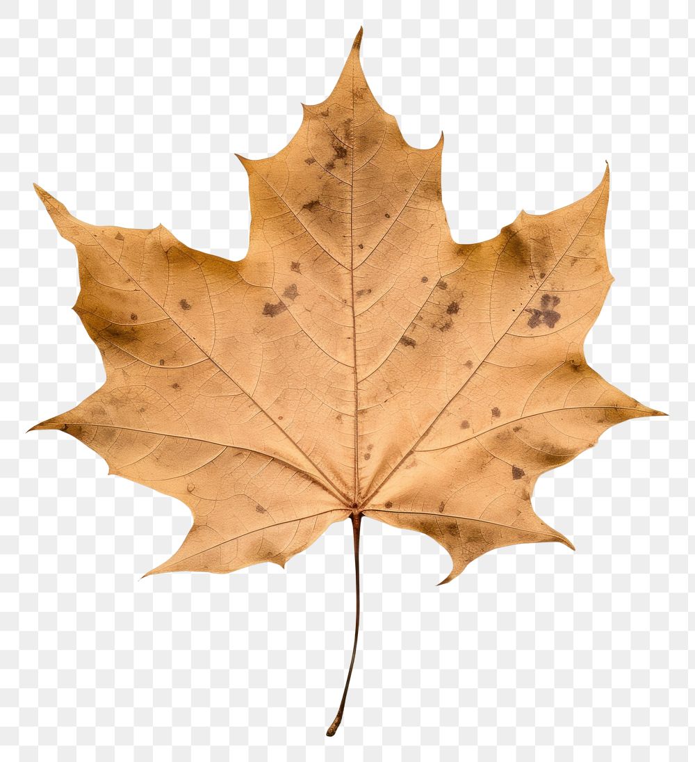 PNG Real Pressed a maple leaf plant tree fragility.