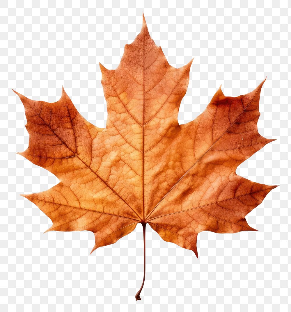 PNG Real Pressed a maple leaf plant tree red.