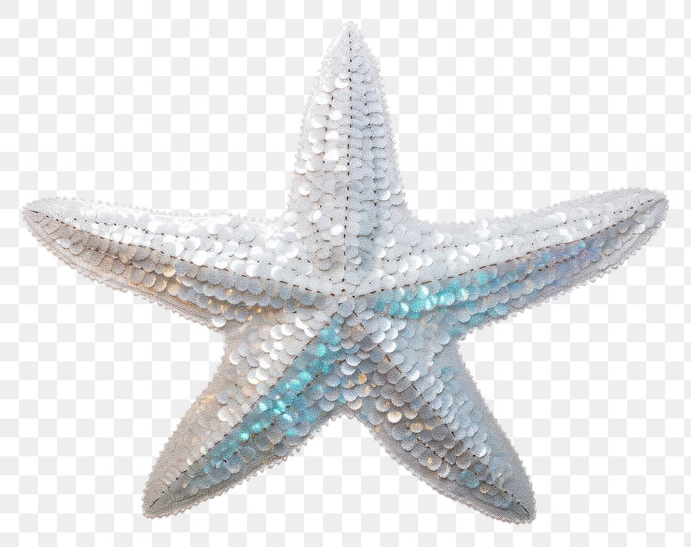 PNG Silver star starfish white background invertebrate.