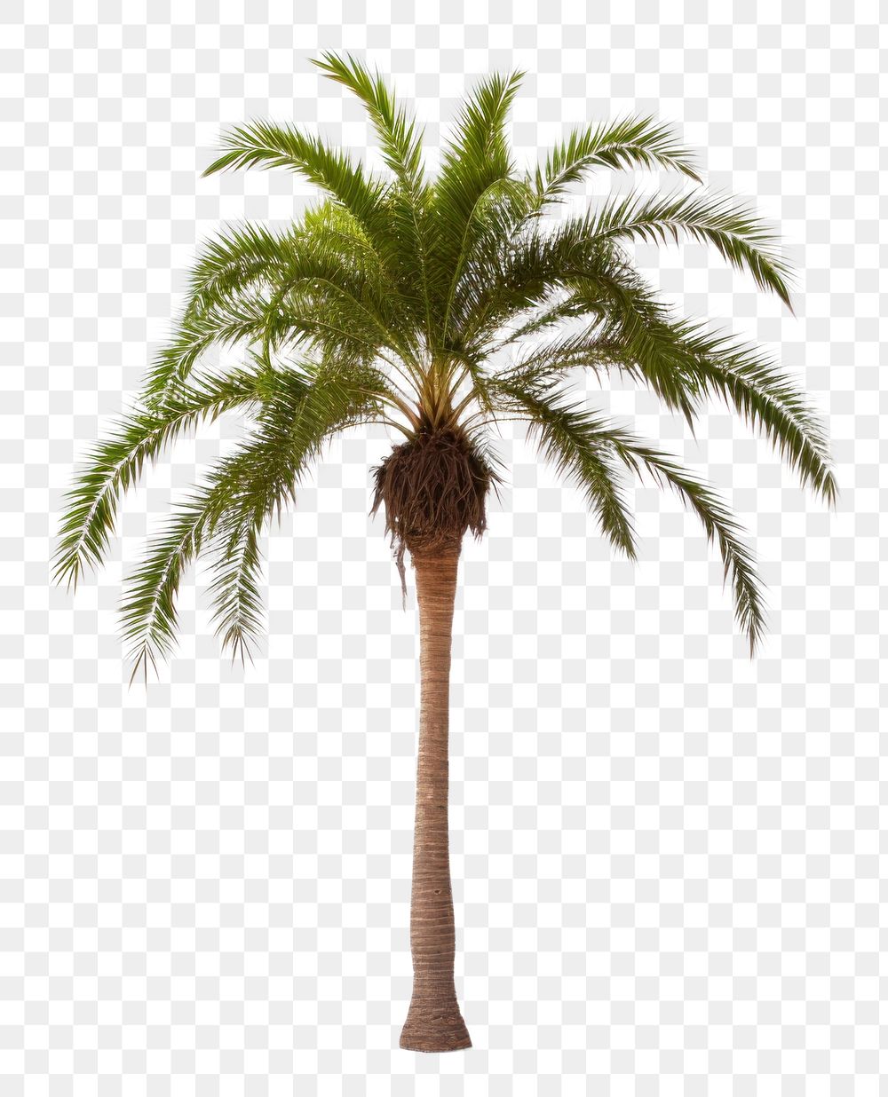 PNG  Palm tree plant white background tranquility.