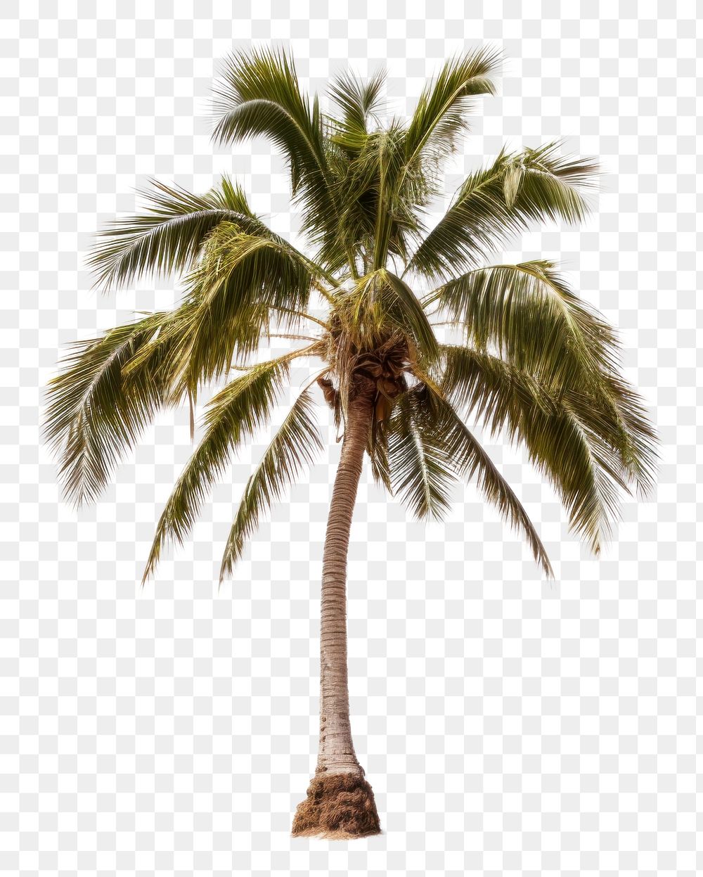 PNG  Palm tree plant white background tranquility.