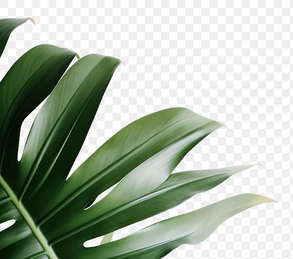 PNG Botanical scenery photo backgrounds plant green.