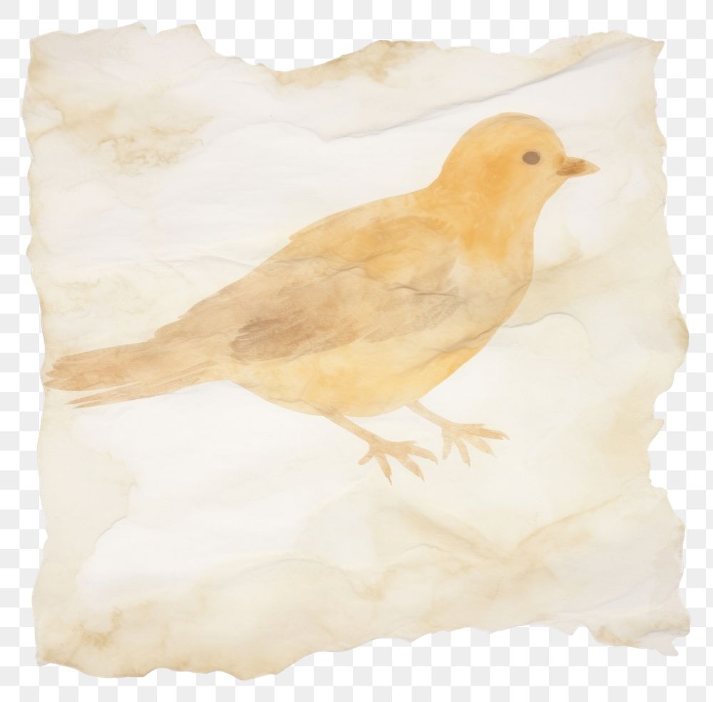 PNG  Bird marble ripped paper animal canary white background.