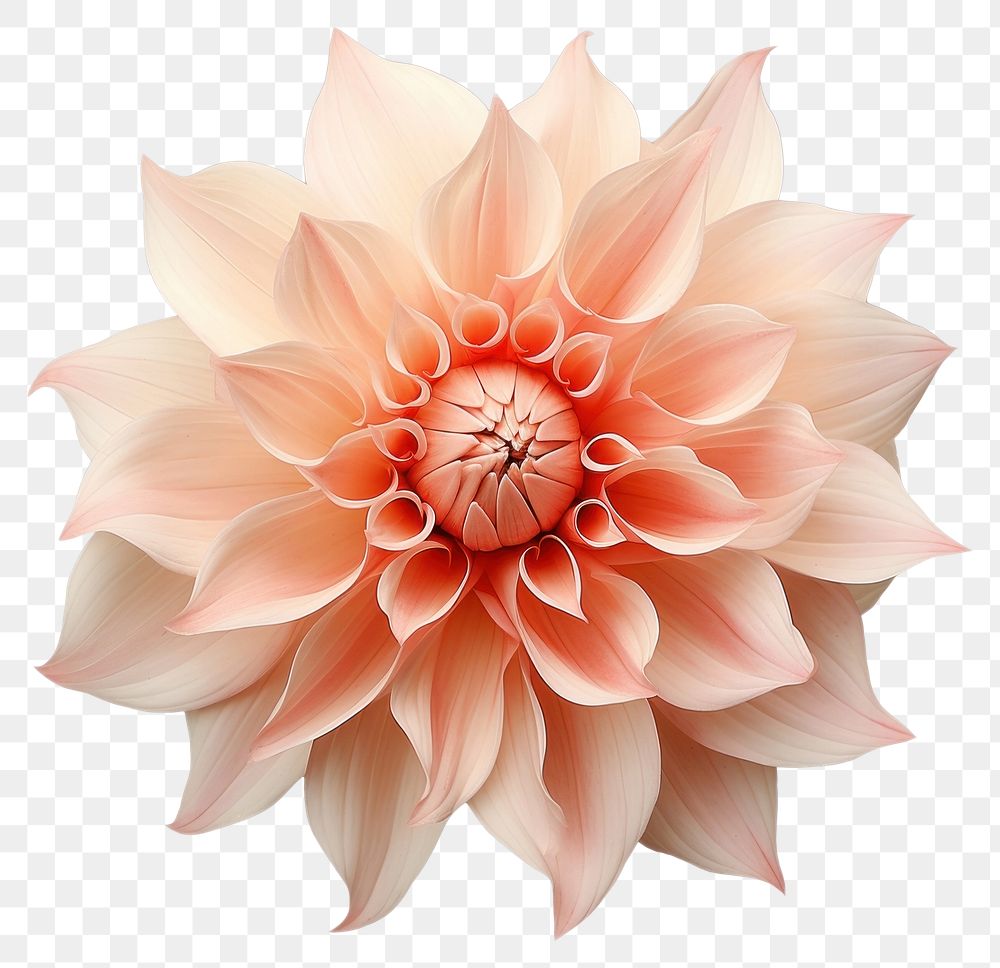 PNG  Flower distorting dahlia plant white background.
