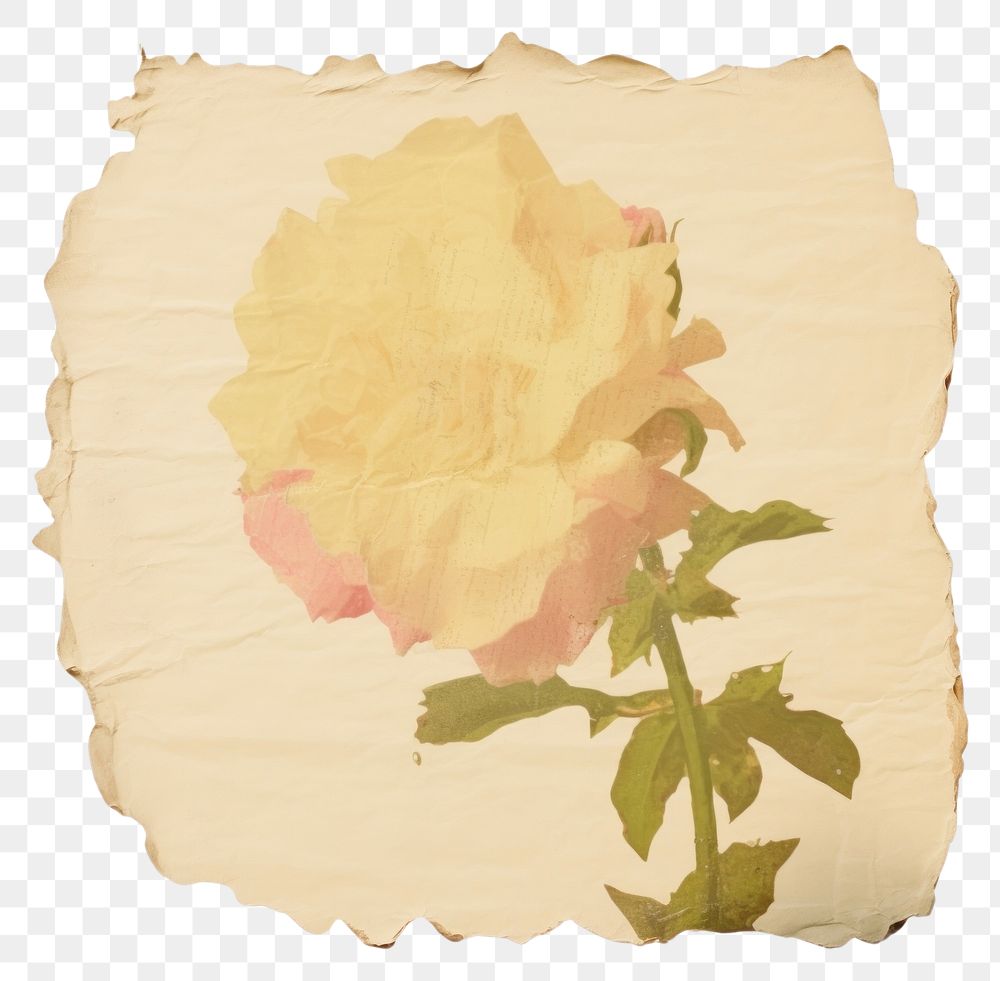 PNG  Flower ripped paper petal plant rose.