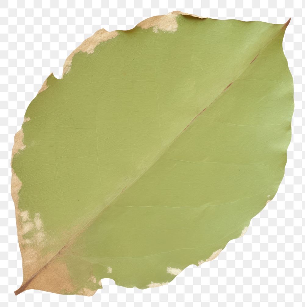 PNG  Leaf shape ripped paper plant green white background.