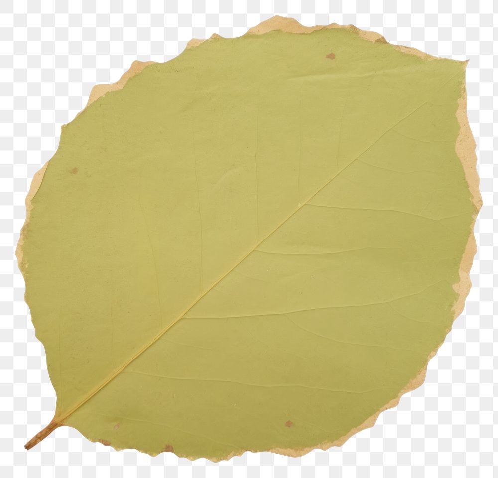 PNG  Leaf shape ripped paper plant green tree.
