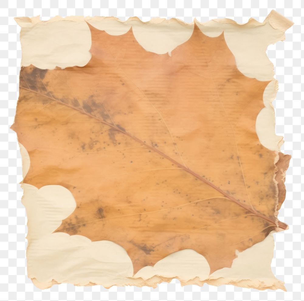 PNG  Leaf ripped paper backgrounds white background weathered.