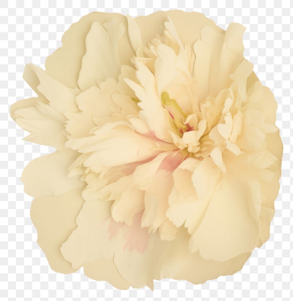 PNG  Peony shape ripped paper flower plant white.