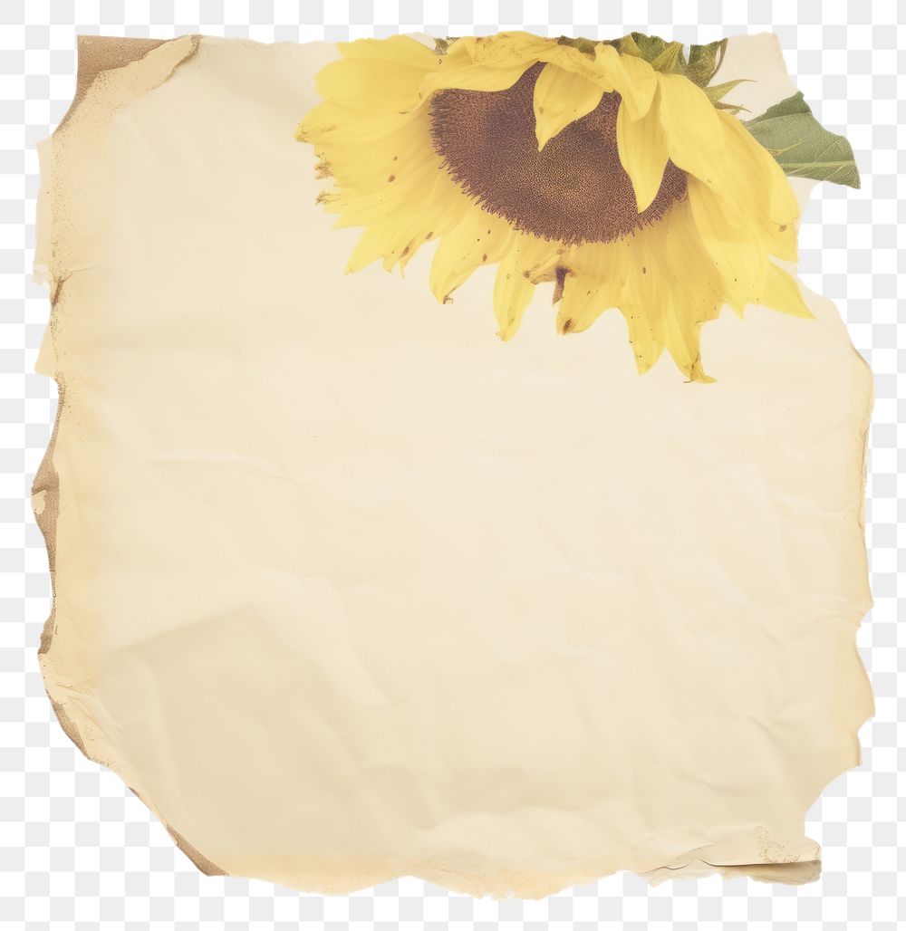 PNG  Sunflower ripped paper backgrounds petal plant.