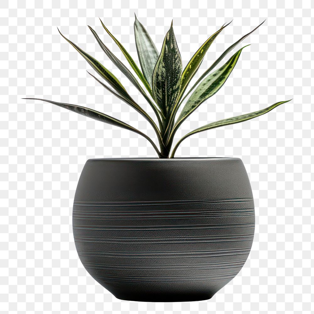 PNG Modern planter pottery vase leaf.