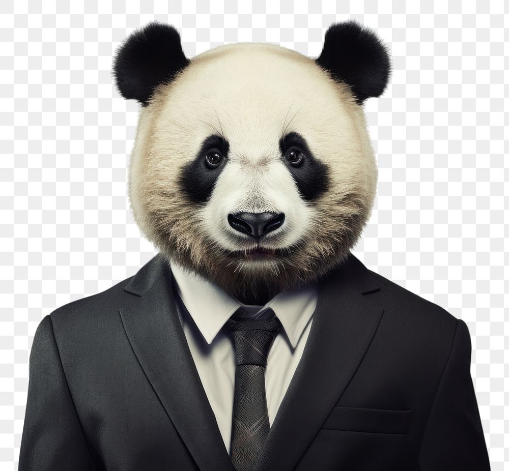 PNG Panda animal portrait mammal.