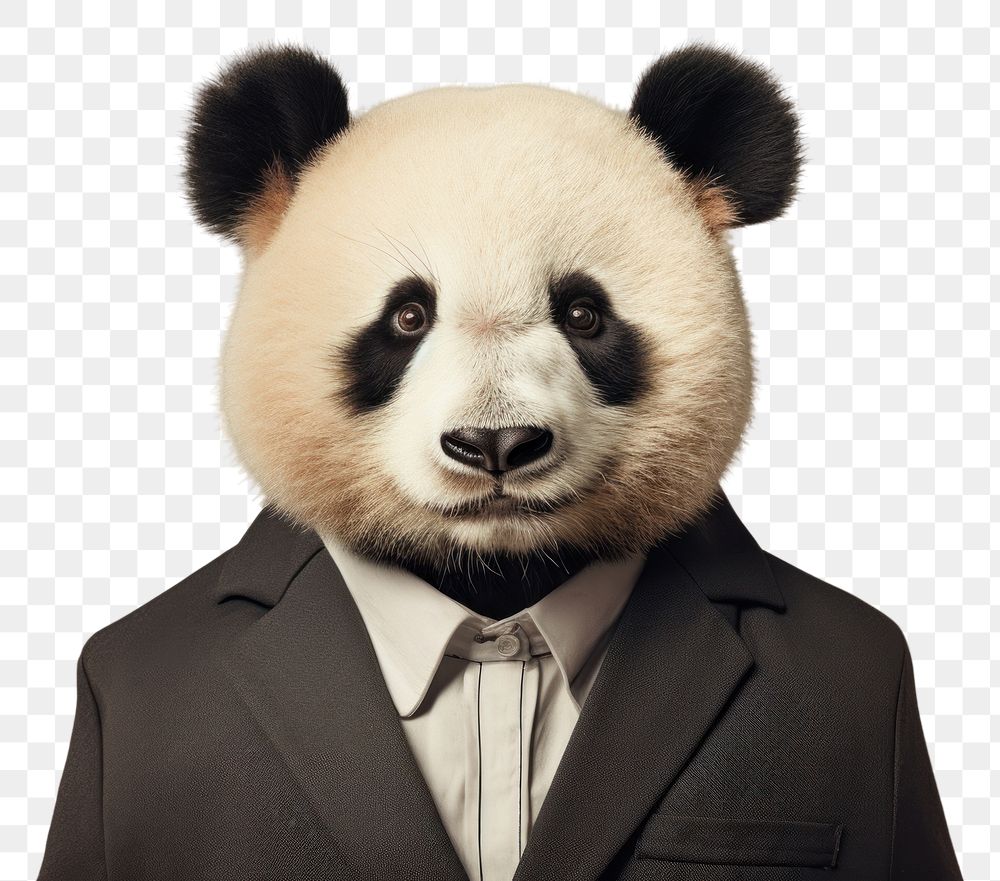 PNG Panda animal wildlife portrait.