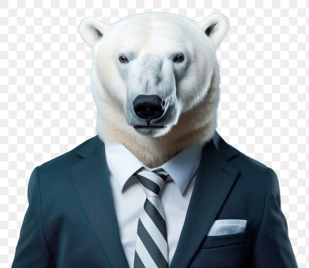 PNG Polar bear animal wildlife portrait.
