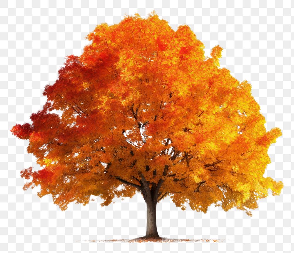 PNG Fall tree autumn plant | Free PNG - rawpixel