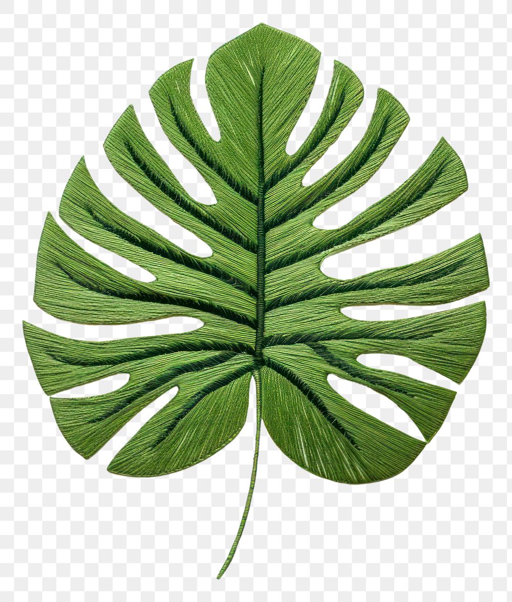 PNG Pattern plant leaf xanthosoma.