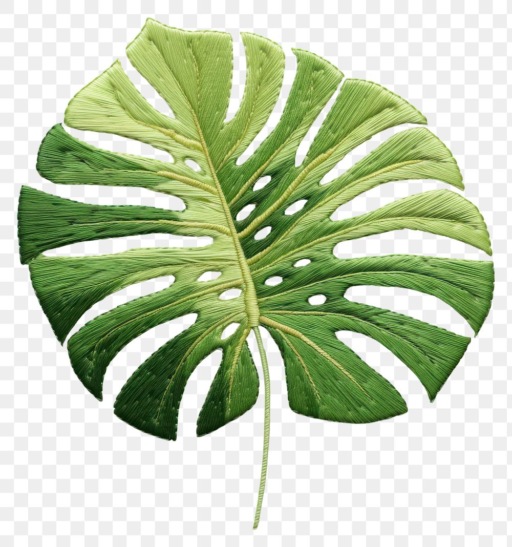 PNG Plant leaf xanthosoma freshness. | Free PNG - rawpixel