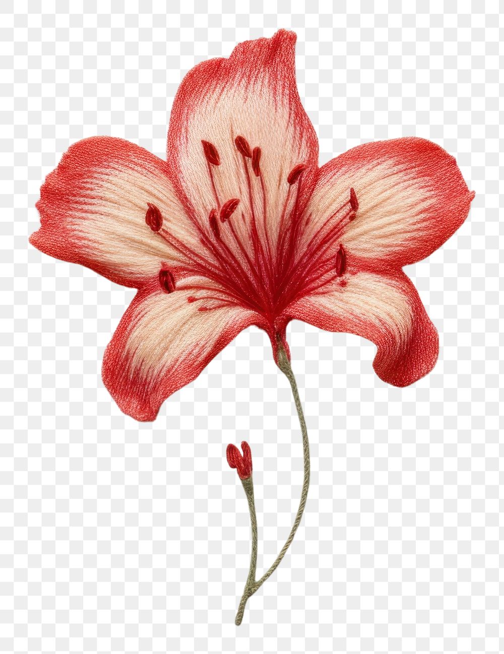 PNG Flower petal plant inflorescence
