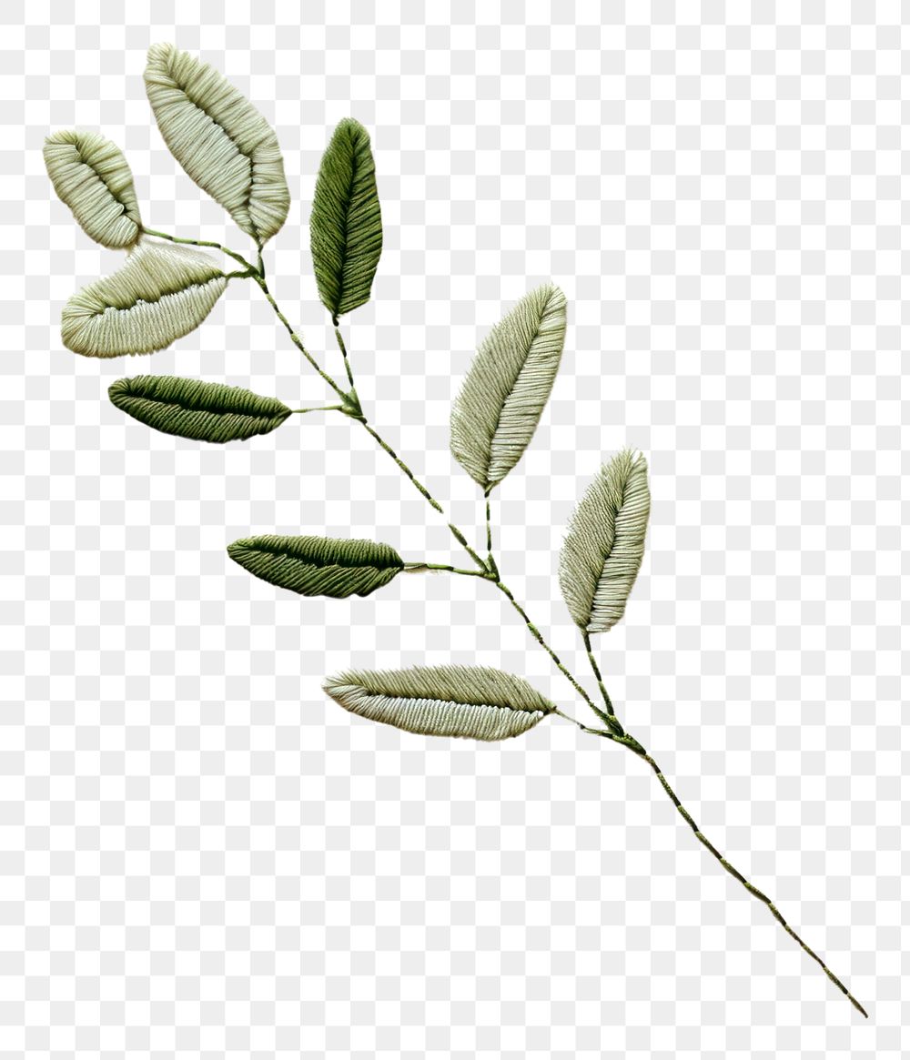 PNG Eucalyptus leaf in embroidery style plant medicine pattern.