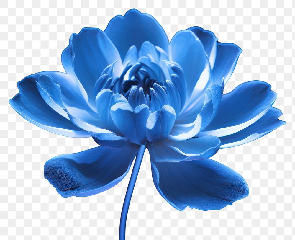 PNG  Photography of blue flower radiant silhouette blossom plant inflorescence.