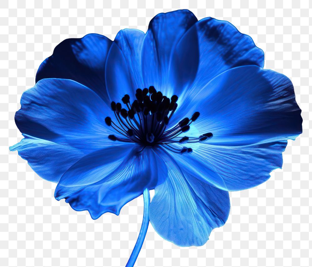 PNG  Photography of blue flower radiant silhouette inflorescence fragility freshness.