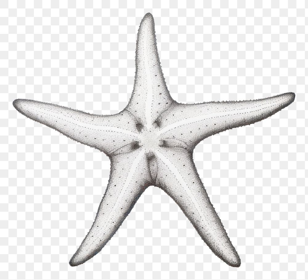 PNG Starfish drawing white background invertebrate.