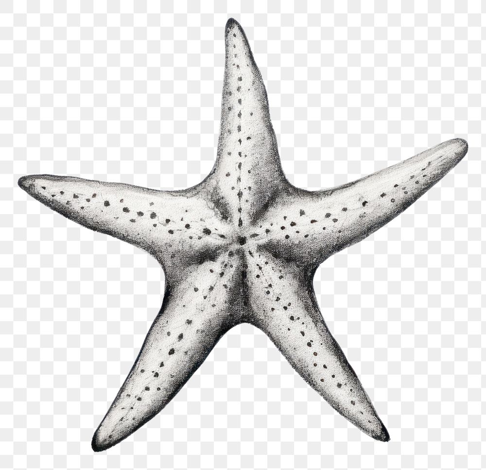 PNG Starfish animal white background invertebrate.