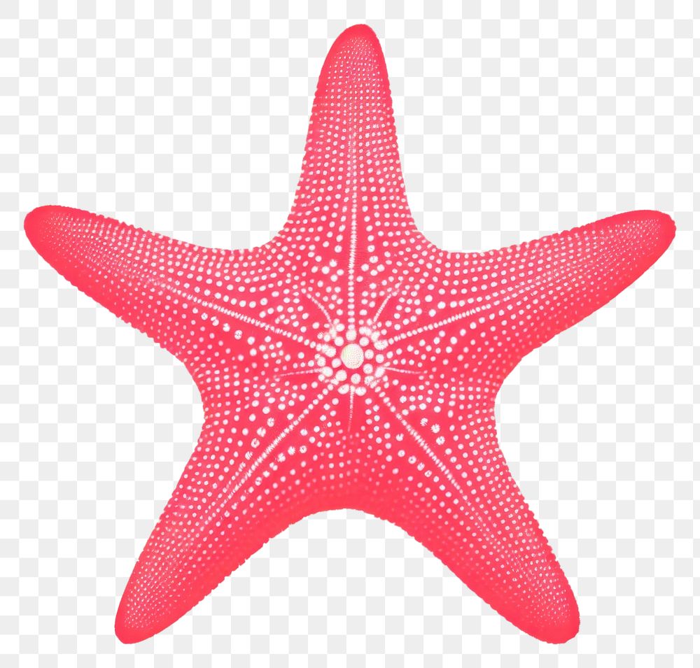 PNG Starfish invertebrate echinoderm pattern.