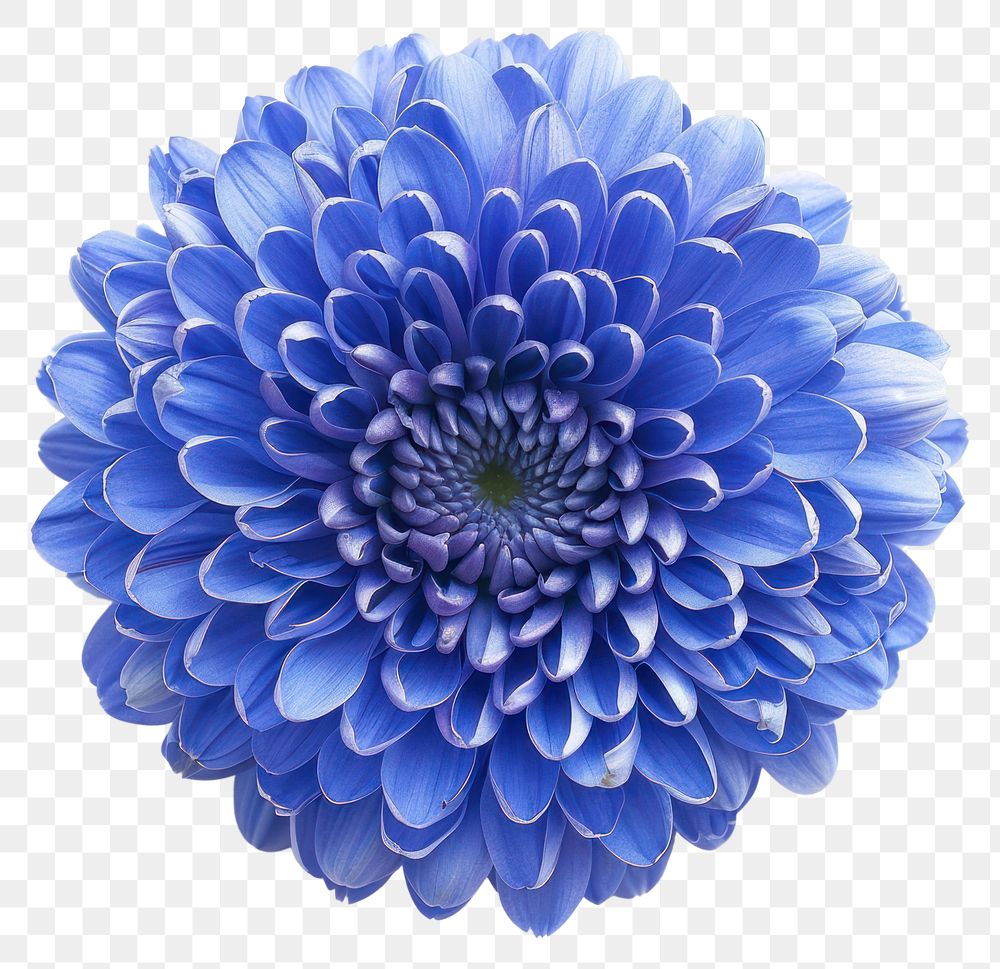 PNG Blue Chrysanthemum flower chrysanths dahlia.